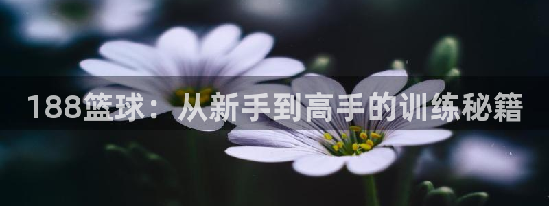 188篮球：从新手到高手的训练秘籍