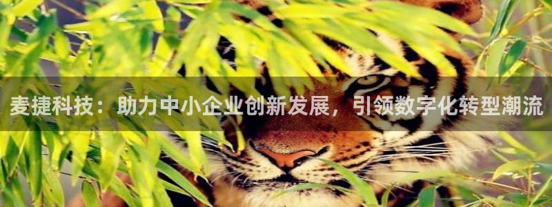 麦捷科技：助力中小企业创新发展，引领数字化转型潮流